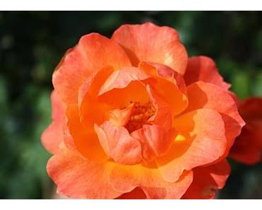 Der Engel, der Mensch werden wollte