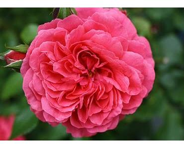 Lerne von den kleinen Kindern Beharrlichkeit