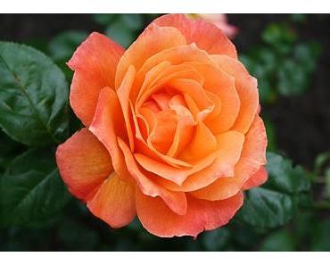 Leg Deine Eisenkette ab!