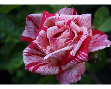 Jemanden etwas bedeuten