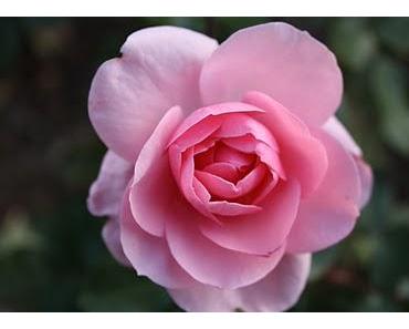 Liebe heißt los lassen......."