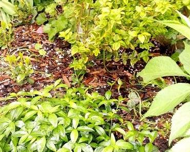 Projekt Schattengarten