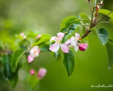 Apfelblüte am Bodensee