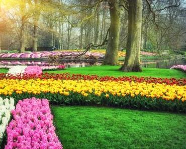 Ein Tulpentraum: Besuchen Sie den Keukenhof!
