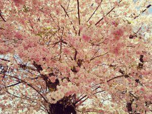 So war die Hanami 2017