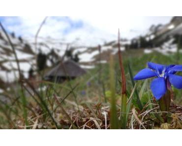 in der Alphütte