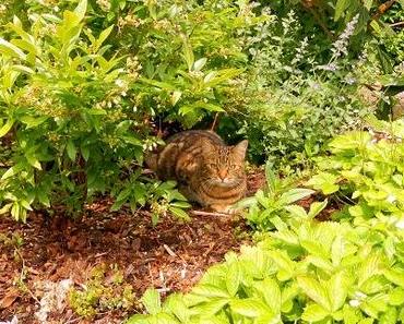 Haustiere und der Garten Teil 1: Katzen