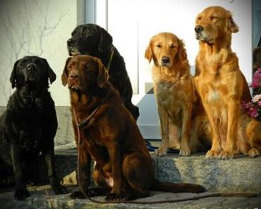 Dog Hording …