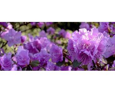 Rhododrendron pflanzen und Pflege