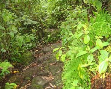 Karthala Trekking – Teil 7