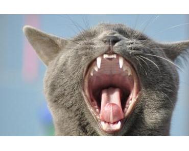 Mundgeruch bei Katzen – Das kannst du gegen schlechten Atem machen