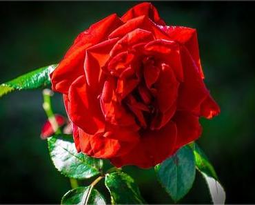 Tag der roten Rose – Red Rose Day in den USA