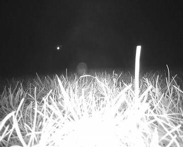 Die wilde Kamera: Nacht!