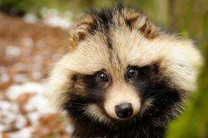 Tanuki beim Familien-Schrein gerettet