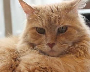 Katzencafé Stubentiger Hannover