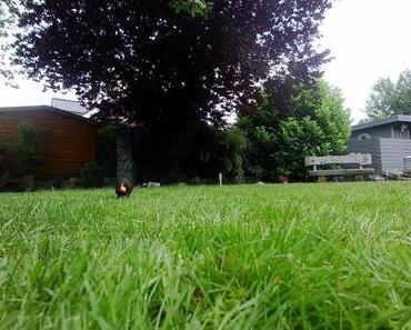 Die wilde Kamera: Kirsche!