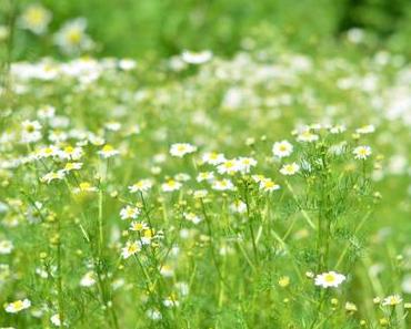 Dr. Hauschka Bloggerevent in Bad Boll