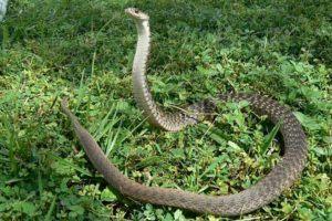 Zehnjähriger Junge wurde von einer giftigen Schlange gebissen