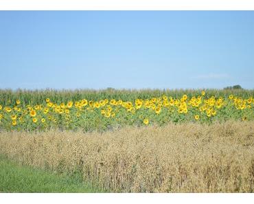 Mit der Sonne um die Wette....