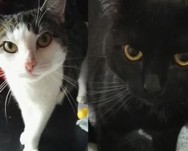 Wenn die Gesundheit und das Herz in Konflikt stehen