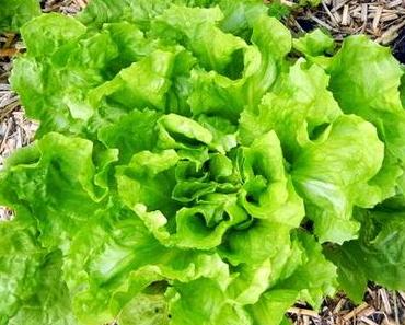 Frisches Gemüse im Winter