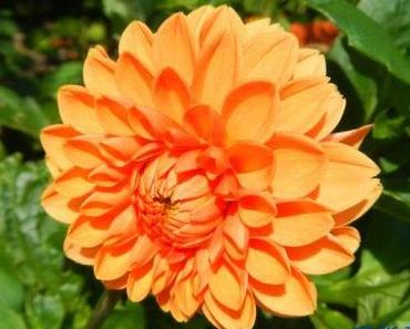 Linkpartys entrümpelt - wer kennt aktuelle Parties?