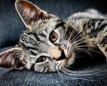 Was für ein Katzenleben!