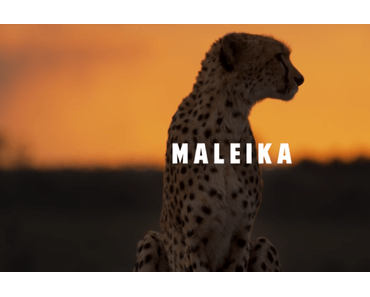 Maleika – Filmvorstellung und Verlosung
