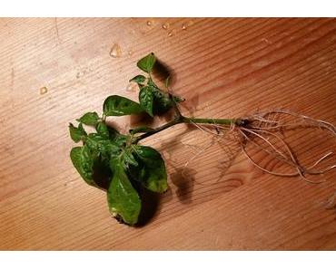 How To: Stecklinge schneiden