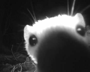 Die wilde Kamera: Nahe!