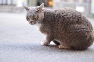 Katze ist zum Verbrecher auf vier Pfoten geworden