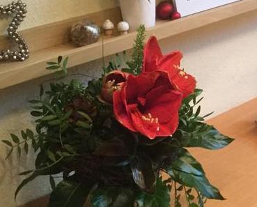 Friday-Flowerday – oder – Auch schön in rot: Amaryllis III