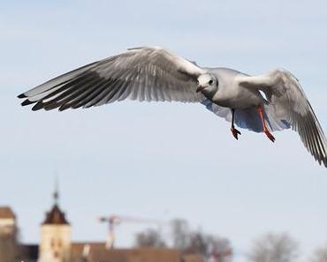 Ein gutes neues Jahr