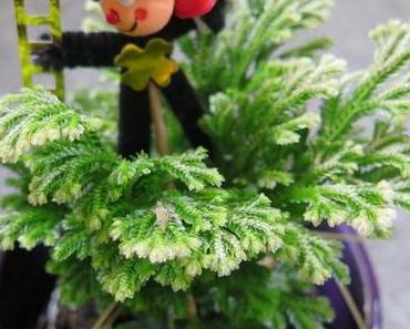 Prost Neujahr / Monchi ist wieder da !