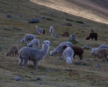 Reisesicherheit Argentinien: Benetton im Krieg gegen Mapuche Indios