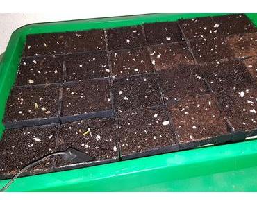 Die Ersten erheben sich