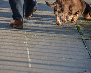 the.daily.pedestrian 12 | one pic a day 2018