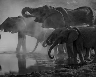 Neo Magazin Royale Folge 102 - sind Politiker die neuen Satiriker? Und die Rückkehr des Relefanten