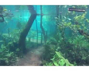Wie im Aquarium: Überfluteter Wanderweg in Brasilien