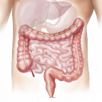 Gesunder Darm: Die natürliche Darmreinigung