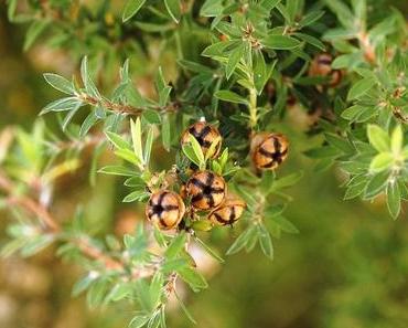 Manuka-Honig – Wirkung und Anwendung