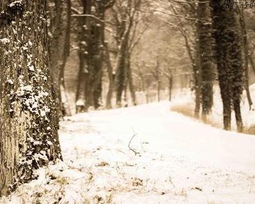 Richie´s Blick auf die Welt #Winter #Schnee #WinterWunderland