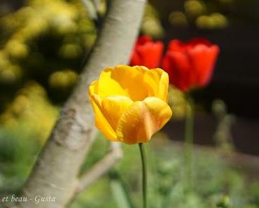 Foto-Experiment Free-Lensing