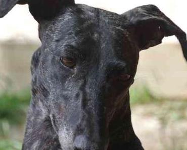Duchesse als erste Galga