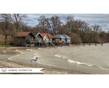 Neues von Amy oder anders: was für ein Hundeleben