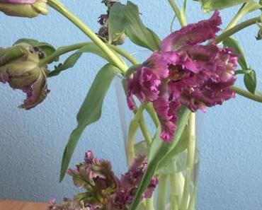 Friday-Flowerday – oder – „Lollorosso“-Tulpen oder doch lieber Osterglocken