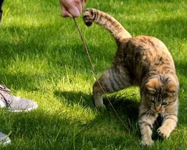 Kapelle-Such-Road-Trip