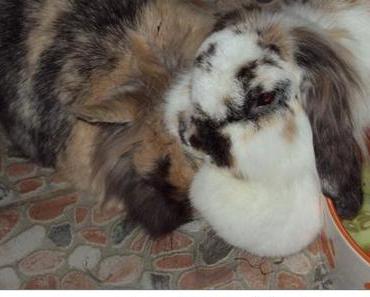 Frühlingsgefühle … auch bei den Langohren ;-)