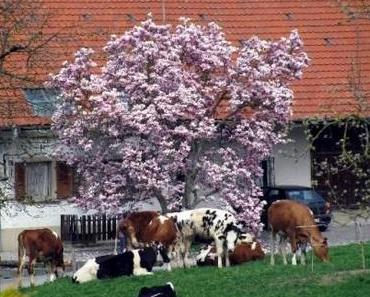 Der Astronom des Baumes