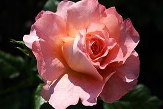 Wir brauchen einen neuen Frühling, einen Frühling des Herzens.